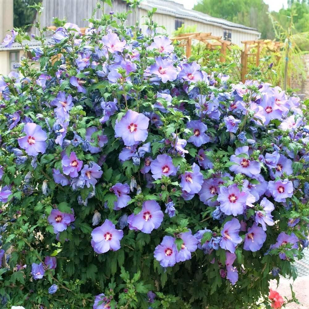 Hardy Hibiscus Plant Live for Planting, Syriacus Bluebird