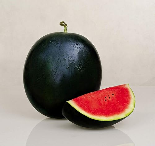 Miniatura 2 de KIRA SEEDS - Black Beauty Watermelon 9 lbs - Frutos para plantar - Sin OMG