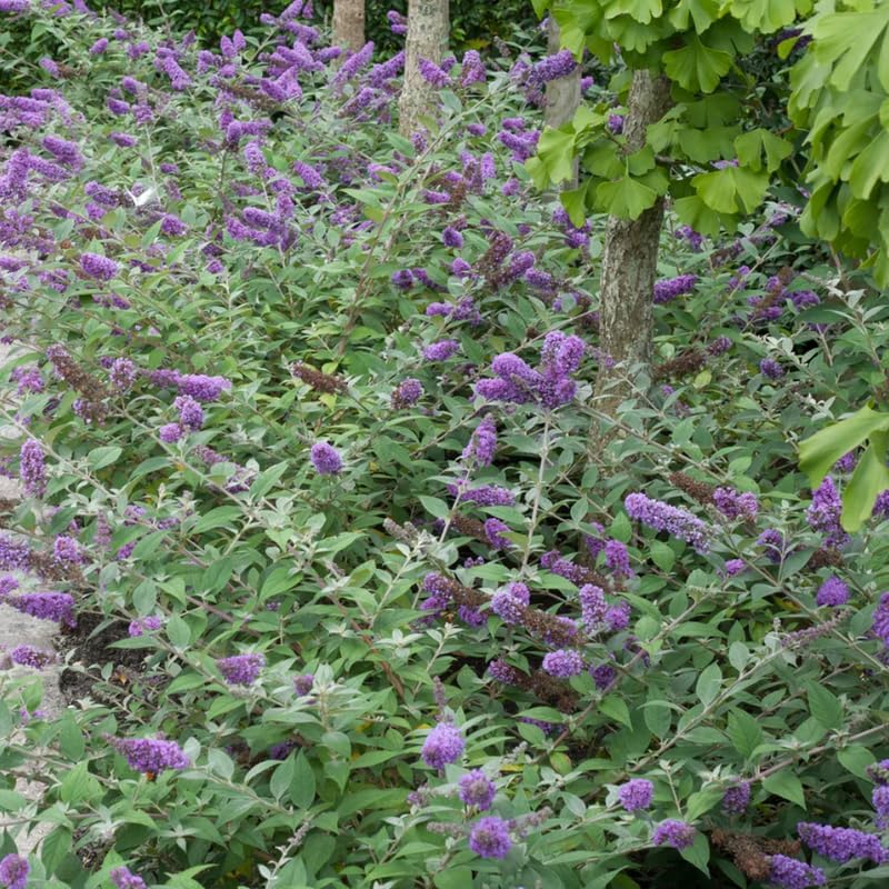 Butterfly Bush Live Plant, Butterfly Bush for Planting Outdoor Garden, 4 to 8 Inch Tall Perennial Fragrant Flowers Buddleia Bushes (Light Blue)