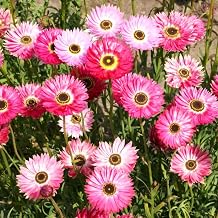 TomorrowSeeds - Pink Paper Daisy Seeds - 500+ Count - for 2025 Planting Everlasting Sunray Rhodanthe Rosy Helipterum Australian Dried Flowers Strawflower Flower Grow Your Own Home Farm Patio Healthy