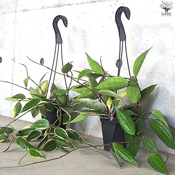 Amazon｜ITANSE ホヤ(桜ラン)・ゴールデンマージン 吊鉢4