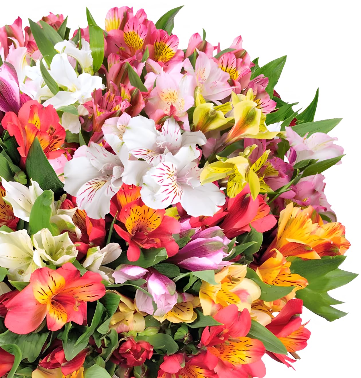 Blume Ideal Blumenstrauß | 20 Inkalilien | Ø 40–50 cm | Echte Inkalilien für Geburtstag & Deko | 7 Tage Frischegarantie | In verschiedenen Farben und Mengen