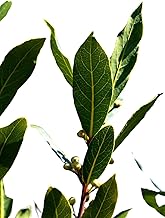 Laurus Nobilis Natural Plant - Laurel 10-15 cm - Ready to Plant Rootball - Pleasant aroma, culinary leaves, resistant, promotes biodiversity and serves as a decorative hedge or barrier.