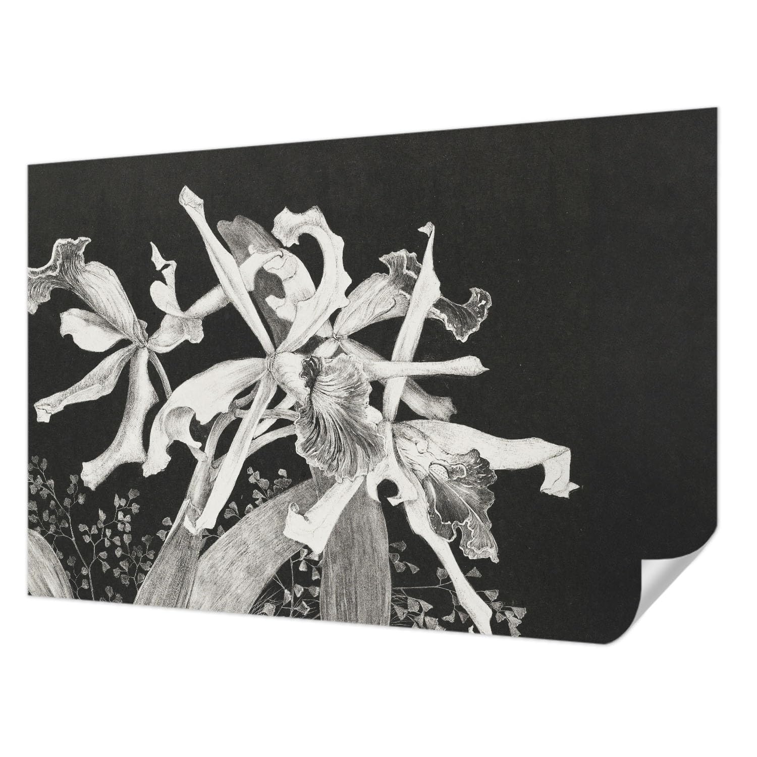 Papier peint autocollant haute qualité 104x70 cm illustration orchidée pose murale moderne
