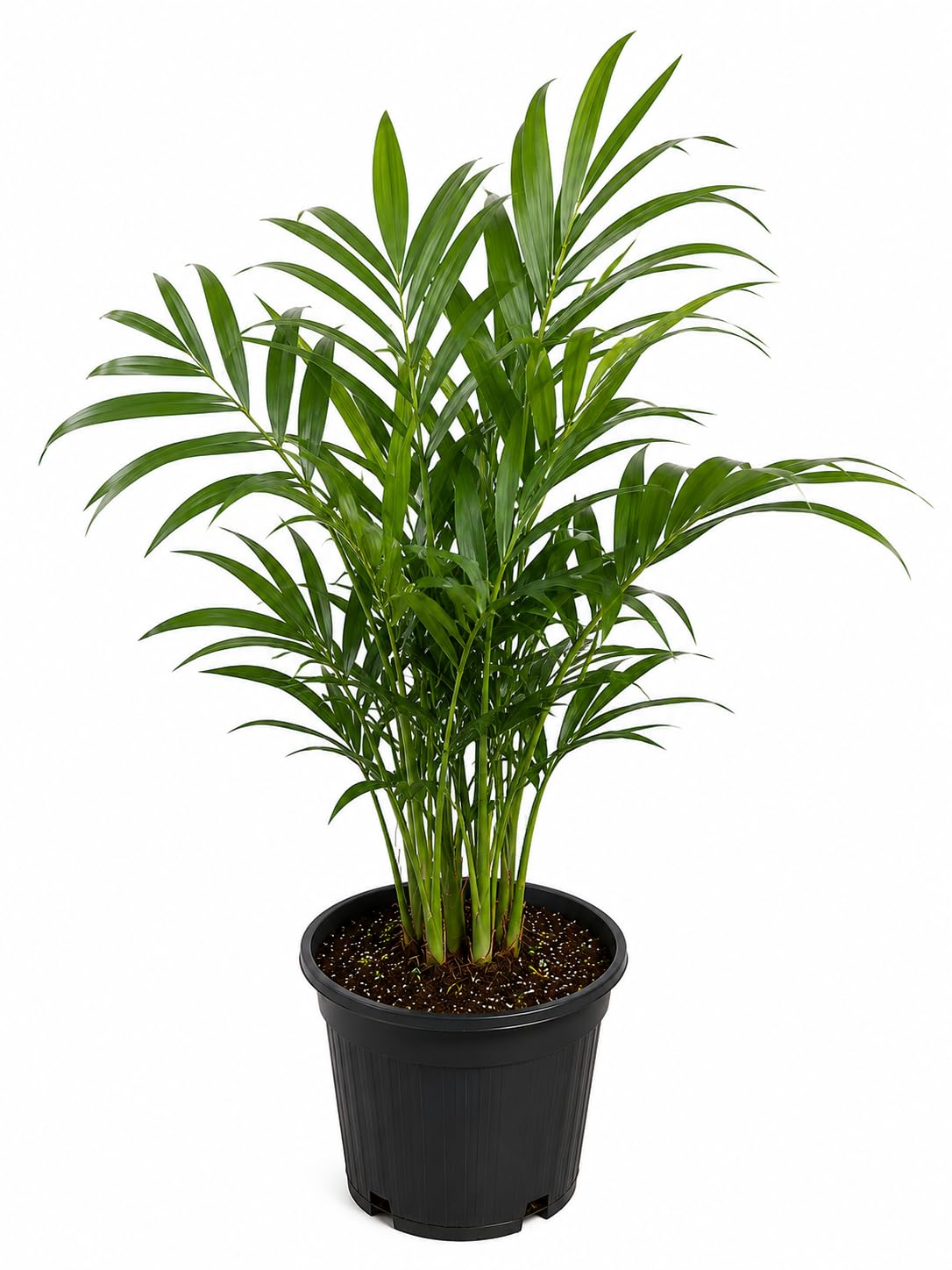 Chamaedorea ernesti-augustii – Berg – Palme – Pflanze 60–70cm