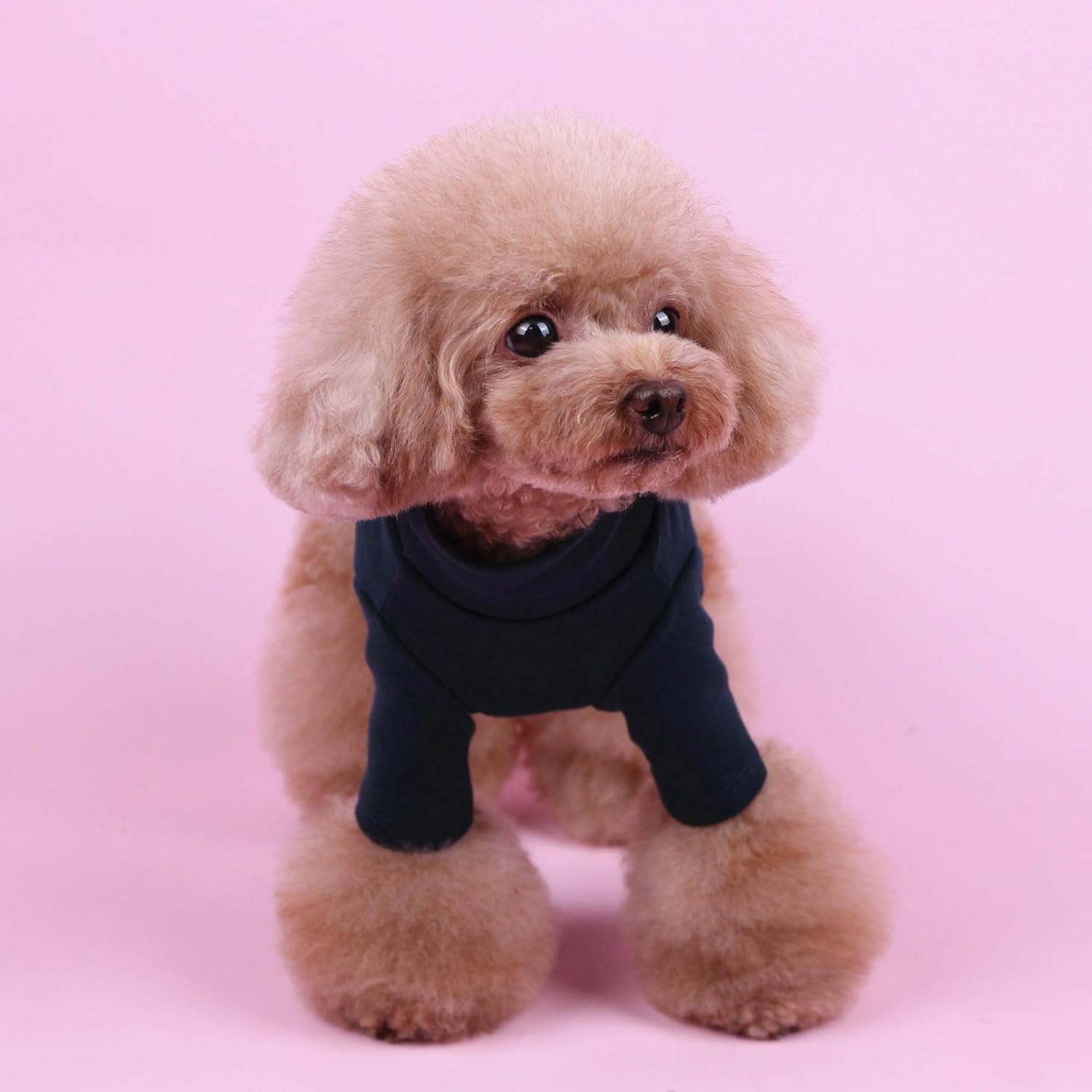 Small dog turtleneck Clearance