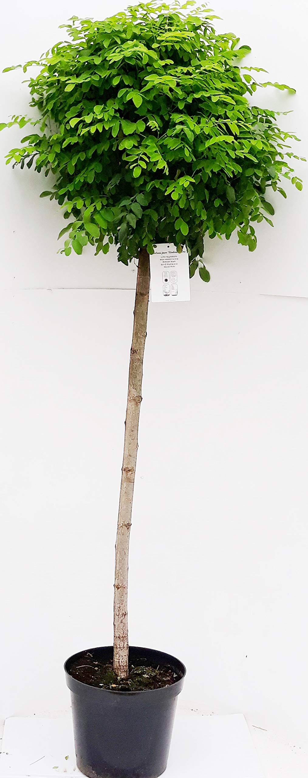 Kugel-Akazie, Kugel-Robinie, Robinia Umbraculifera, Höhe: 250 cm, Stammhöhe: 180 cm