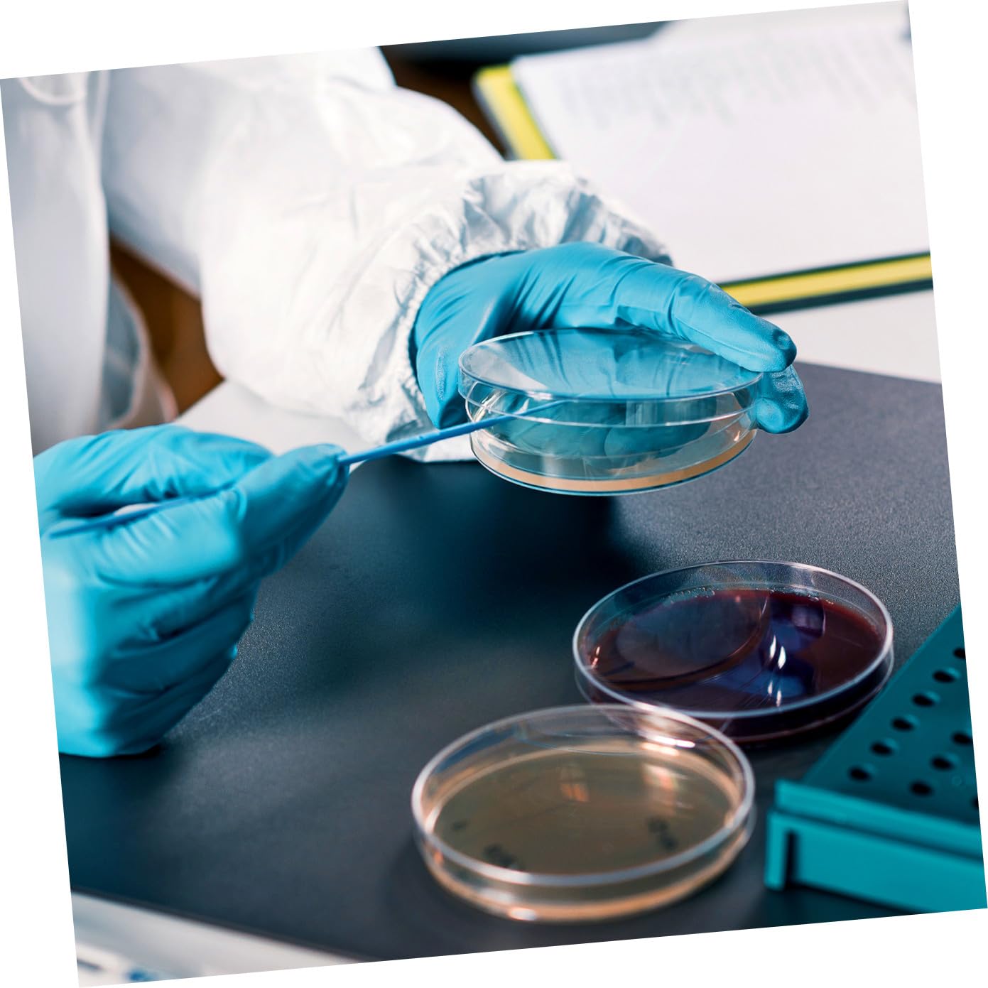 KESYOO 10 Boîtes de Petri Pré-coulées de 7 Cm Contenant de La Gélose, pour Expériences Scientifiques Et de Laboratoire, Microbiologie, Cours de Biologie, 10 Pièces