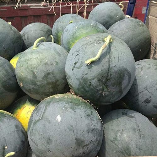 Miniatura 4 de Semillas raras de sandía negra belleza temprana de verdura gigante para plantar sin OMG