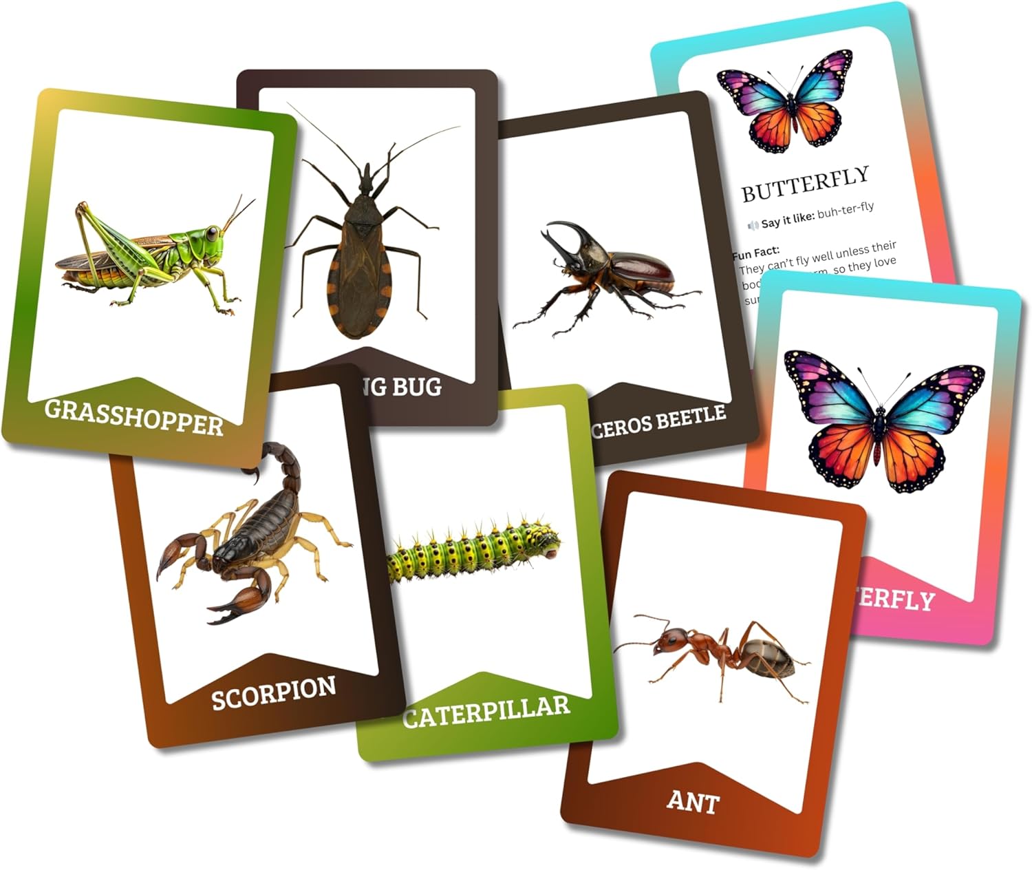 Insects Flashcards – Non-Tearable Synthetic Learning Cards for Toddlers, Preschool & Kindergarten, Double-Sided Set