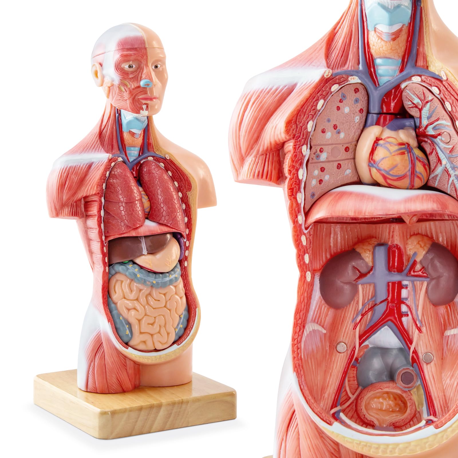 Human Body Model for Anatomy Study, 15 Part 11'' Human Torso Model with Removable Organs Brain Lung Stomach Heart for Medical Student Lab & Classroom Use-image-48