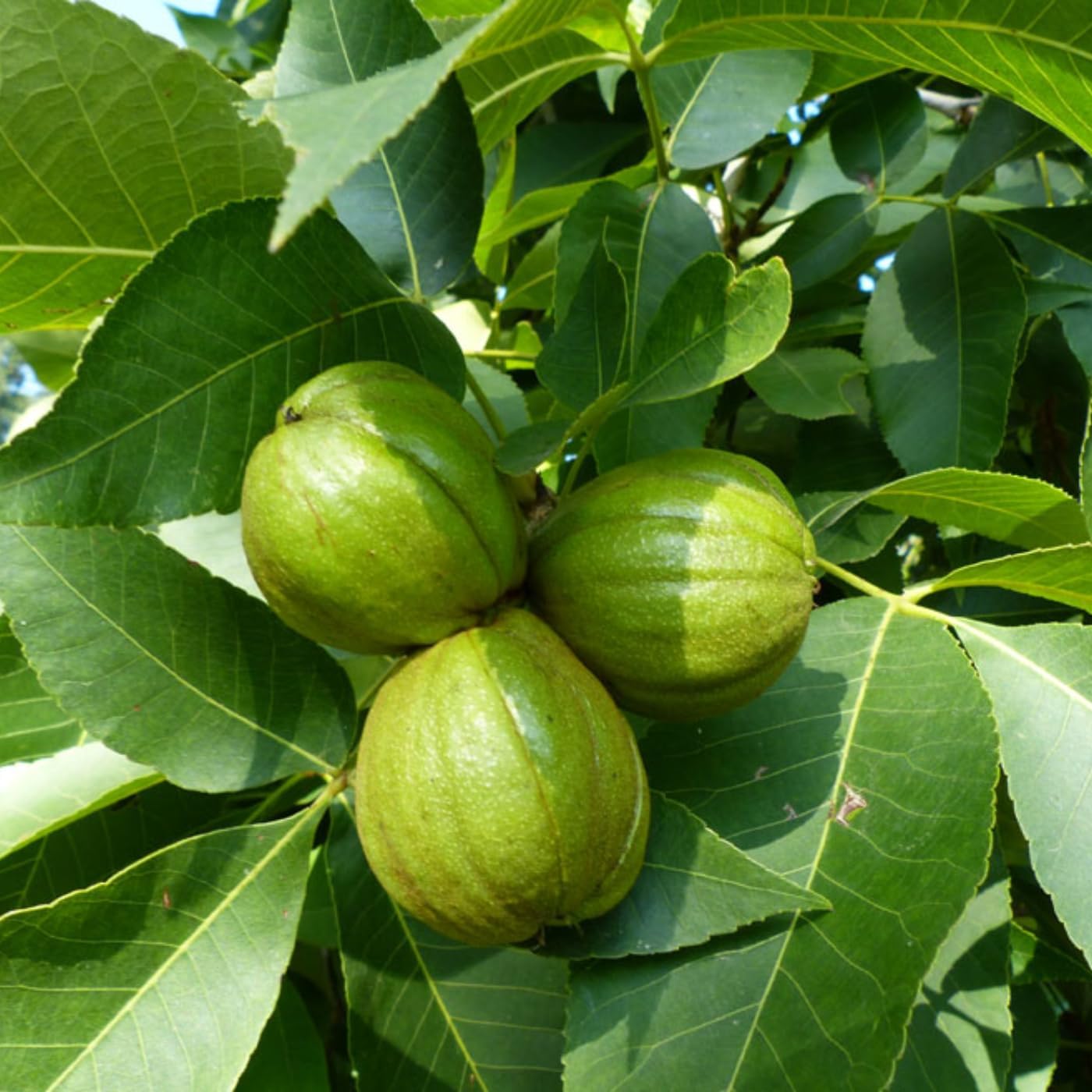 Rare Hickory Tree Live Plant, Cold Hardy, Dormant, 6-12" Tall, 1 Year Old Trees for Garden Planting