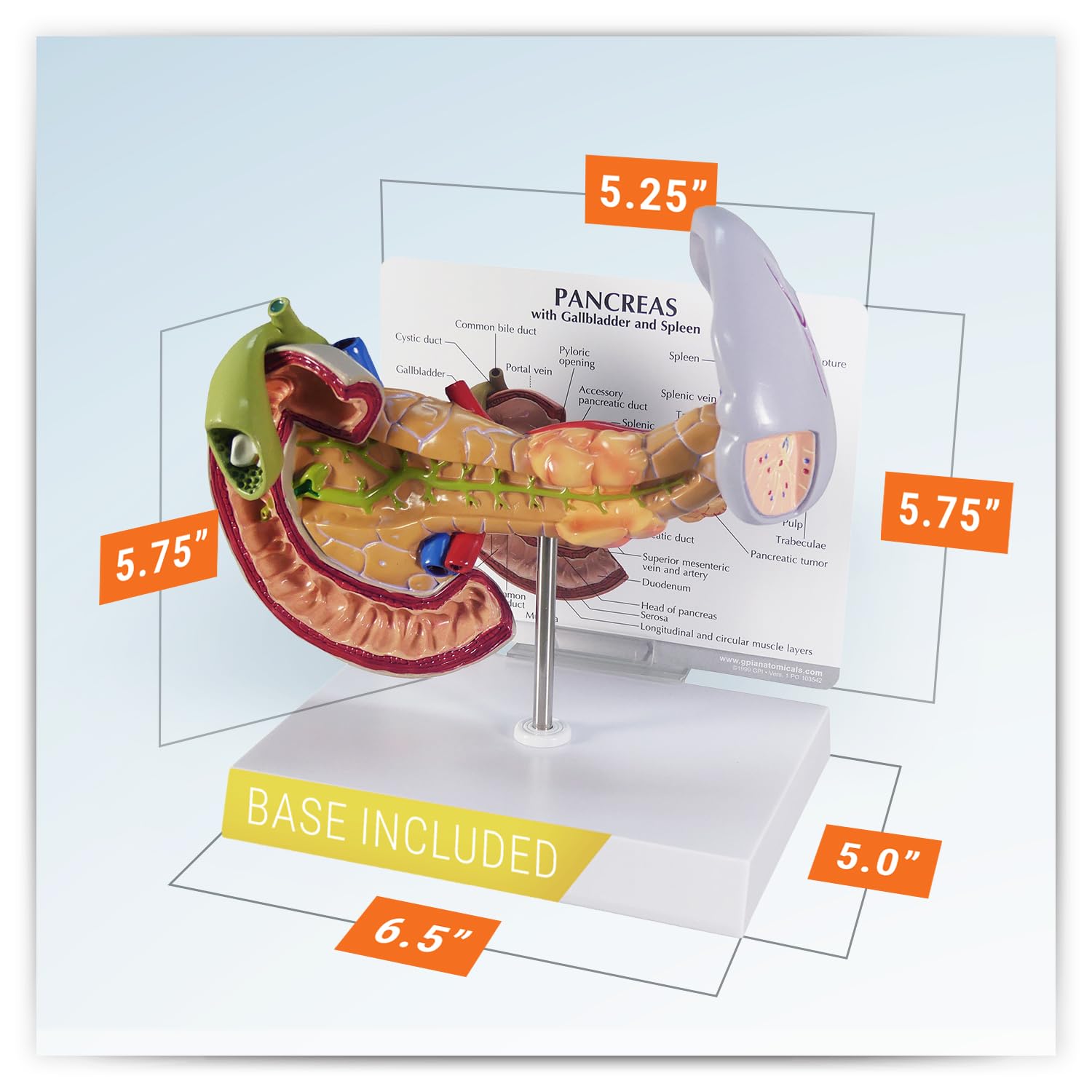 解剖学1・2・3 解剖学 1 2 3〔改訂11版〕