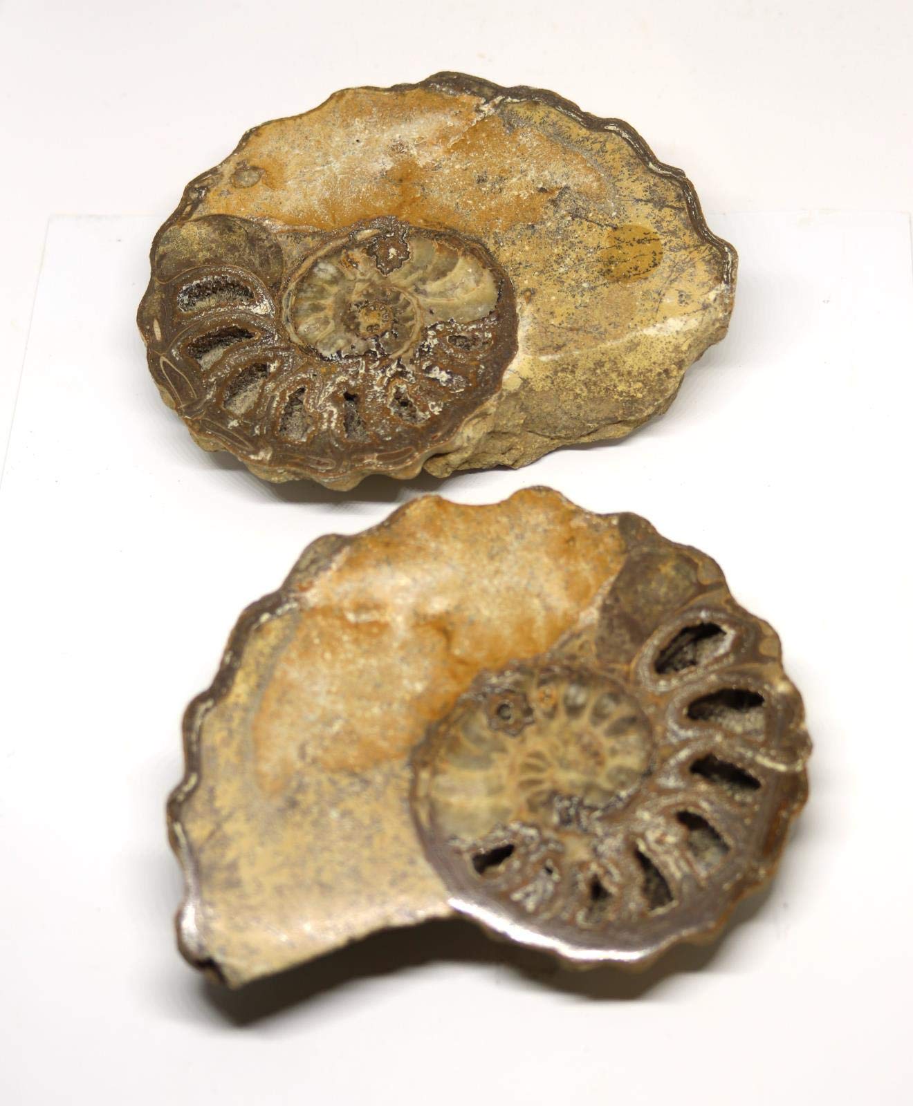 Ammonite Acanthoceras Split Polished Fossil Texas 96 MYO w/Label #16248 23o