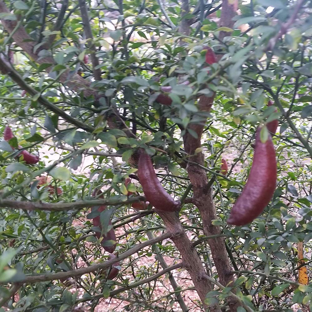 ☆　ひろポンさま専用　フィンガーライム苗木セット　☆ ☆ ひろポンさま専用 フィンガーライム苗木セット