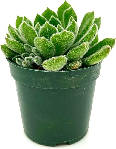 Miniatura 2 de ragnaroc Plantas suculentas vivas Echeveria Setosa, enraizadas en maceta de 4 pulgadas 1 unidad Llegada viva garantizada Plantas de interior