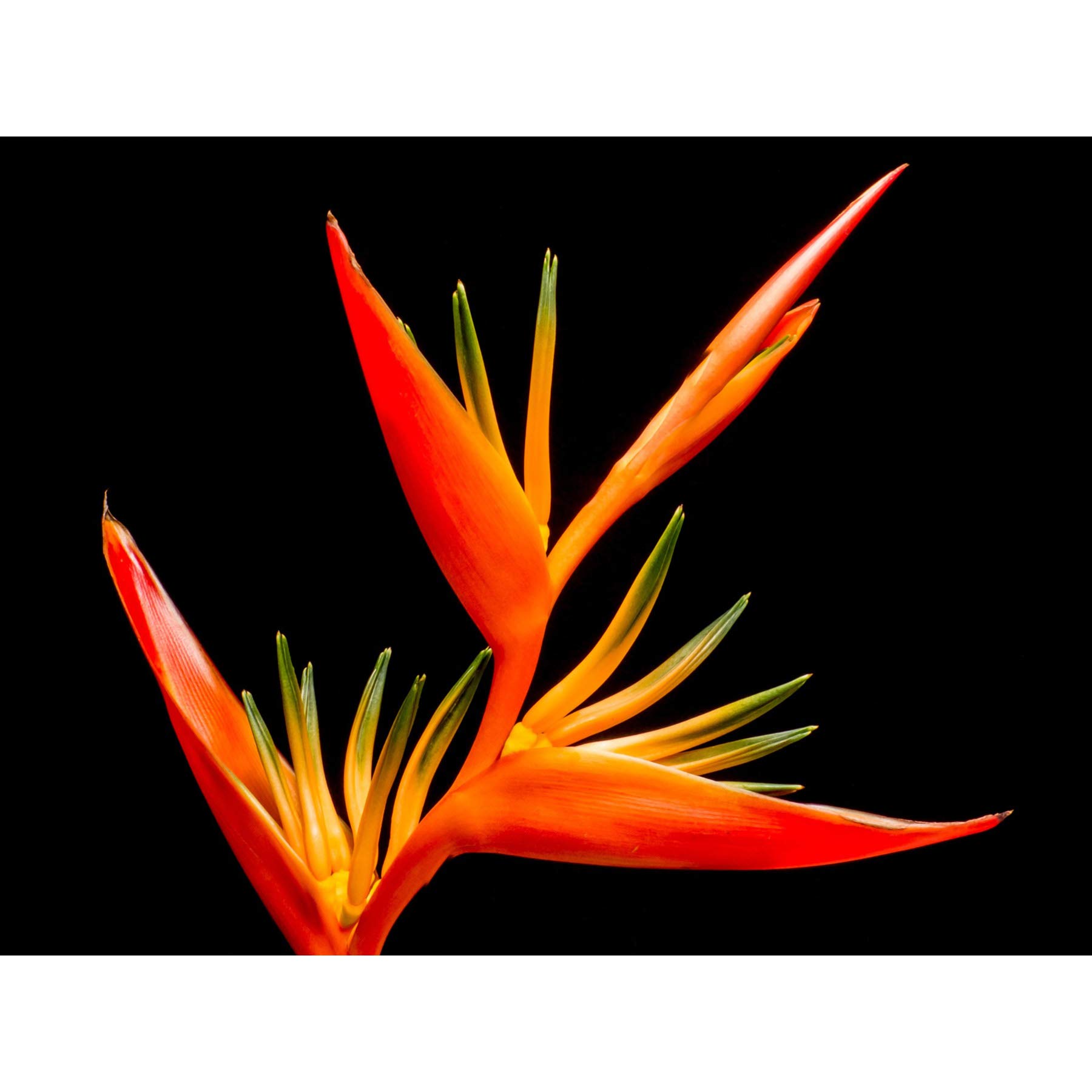 Bird Of Paradise Flower Large Canvas Wall Art Print