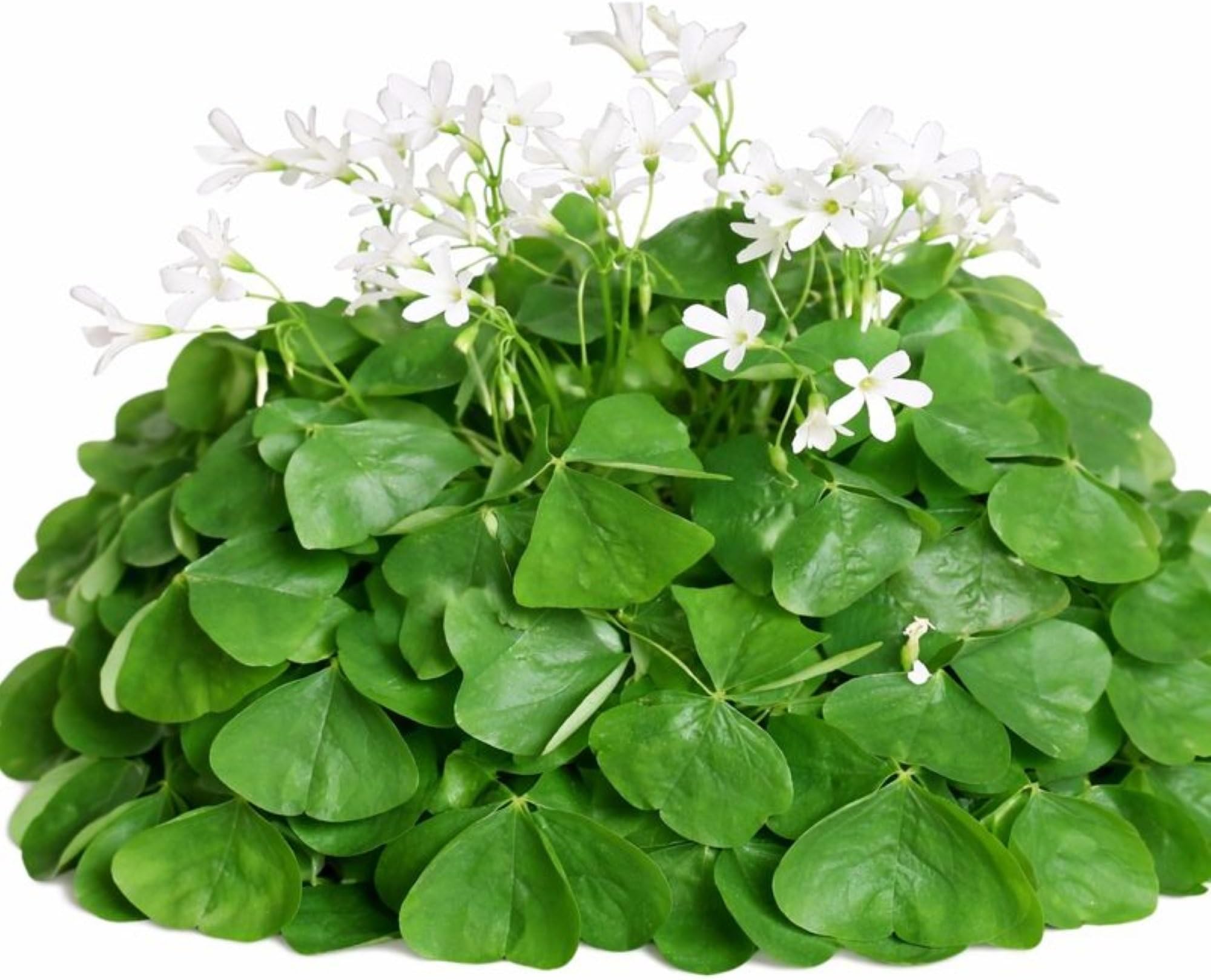 Easy to Grow Oxalis Regnellii Lucky Shamrocks Pack of 20 Plant Bulbs - Green Foliage with White Flowers Spring to Summer, Indoor Outdoor Low Maintenance