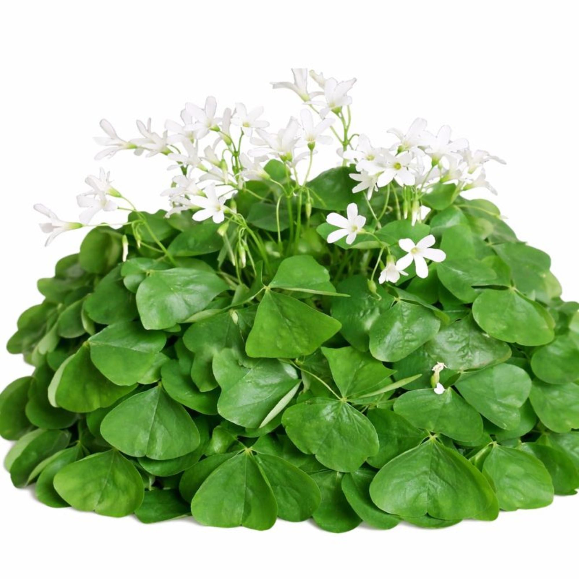 Easy to Grow Oxalis Regnellii Lucky Shamrock 20 Plant Bulbs - Green Foliage & White Flowers Spring to Summer, Indoor Outdoor Zones 6-10