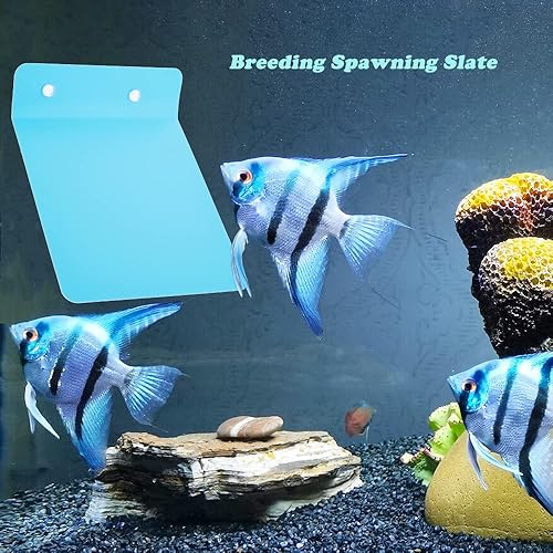 Miniatura 2 de Paquete de 2 pizarras de cría de disco de pez ángel, superficie de desove de pizarra para acuario y puesta de huevos