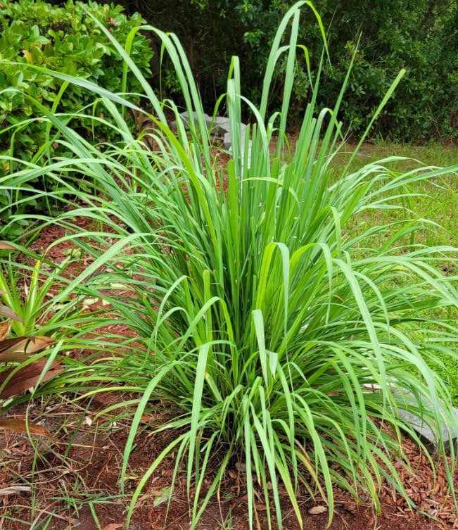 Set 12 Lemongrass Plants for Planting, Lemon Grass Bushes Cymbopogon Stalks Plugs 4-7 Inch Tall, Ready to Grow