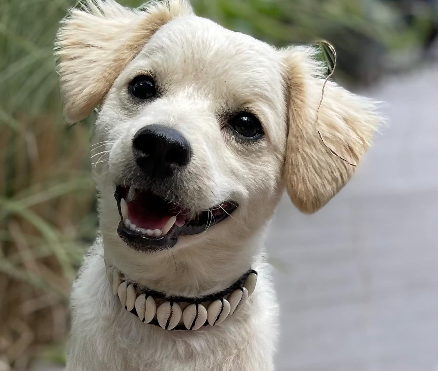 Seashell Cute Dog Collar - Stylish Beach Essentials for Dogs