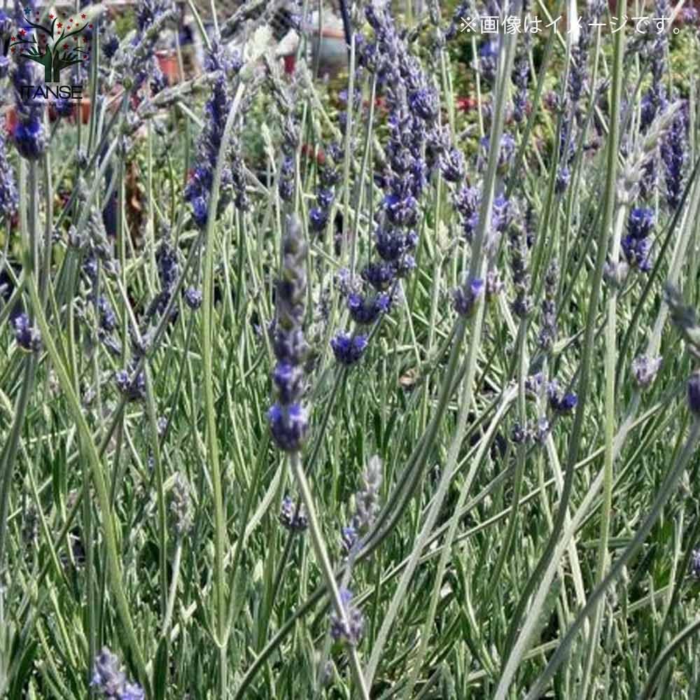 Amazon Co Jp スイートラベンダー 9cmポット苗 品種で選べるハーブ苗9cmポット 2個セット 学名 Lavandula Xheterophylla 英名 Sweet Lavender シソ科 耐寒性常緑小低木 デンタータ L Dentata とスパイク L Latifolia の交配種です 高さは1メートルくらいになり Amazon Co Jp スイートラベンダー 9cmポット苗 品種で選べるハーブ苗9cmポット 2個セット 学名 Lavandula Xheterophylla 英名 Sweet Lavender シソ科 耐寒性常緑小低木 デンタータ L Dentata とスパイク L Latifolia の交配種です 高さは1メートルくらいになり
