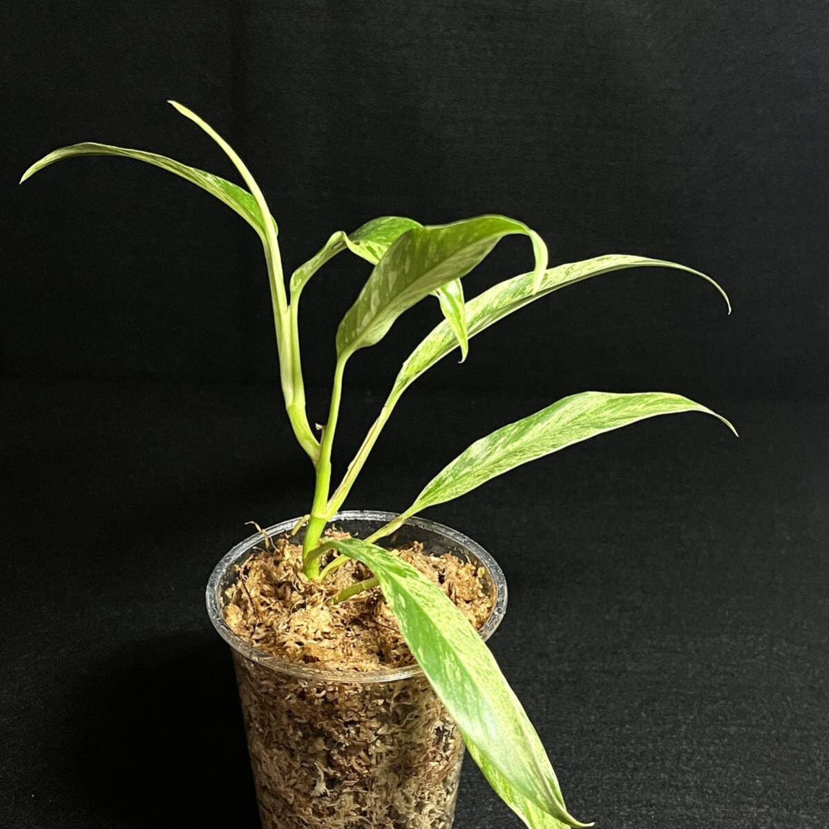 Amazon.co.jp: レア 157. Rhaphidophora Megasperma Variegated
