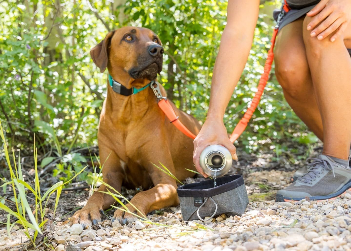 Stunt Puppy Dog Collar, Fi Series 3 and 3+ Ready, Medium, Teal - Compatible with Fi GPS Device (Not Included)