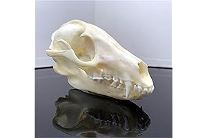 Unique Skull Dog Taxidermy Collection