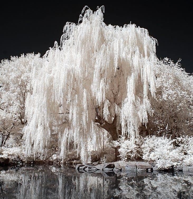 One White Willow Tree - Silver Leafs Shimmer in The Moon Light - One Cutting to Grow, Beautiful Outdoor Shade or Privacy Trees