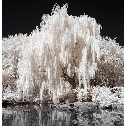 One White Willow Tree - Silver Leafs Shimmer in The Moon Light - One Cutting to Grow, Beautiful Outdoor Shade or Privacy Trees Cover