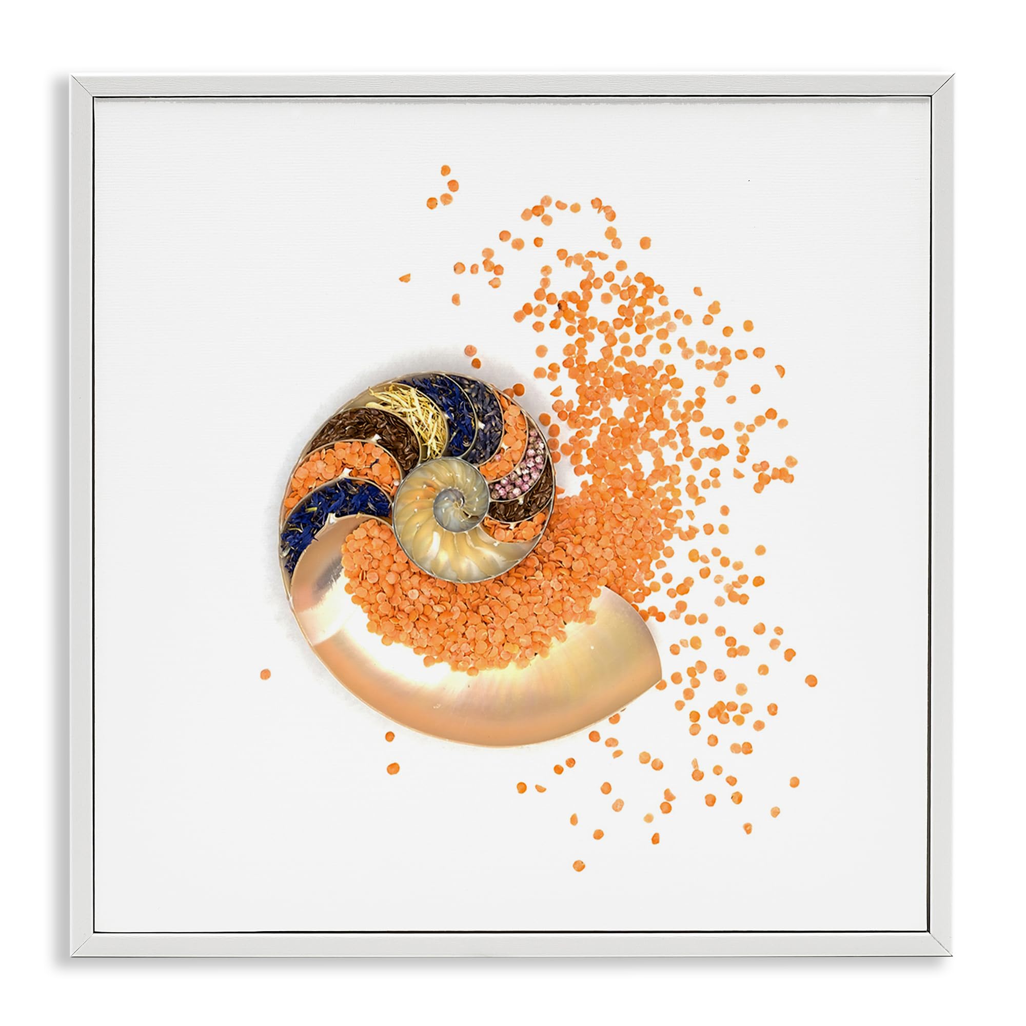 'Orange Nautilus Spiral'| Framed Giclee Art