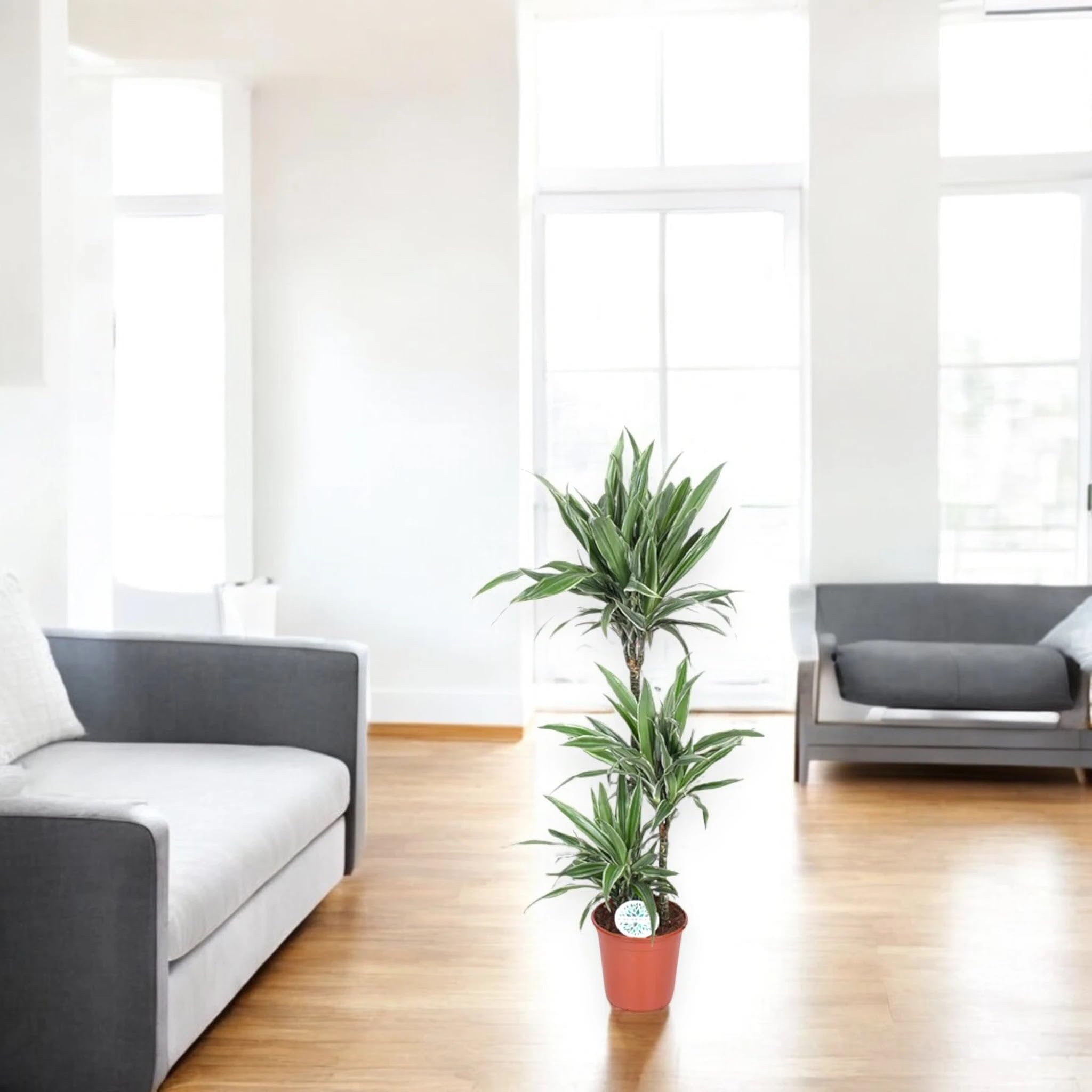 Dracaena fragrans 'Warneckei' Pianta da Interno, Verde e Bianco, 140 cm, Vaso 24