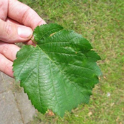 Miniatura 4 de CHUXAY GARDEN 9 semillas European Filbert,Corylus Avellana,Engranaje de supervivencia comestible de avellana europea Semillas de alimentos Árbol