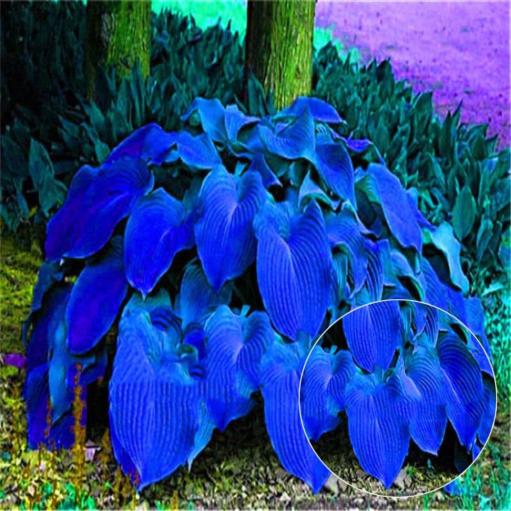 Hosta Plantaginea Seeds, Seeds for Garden Outdoor Floower