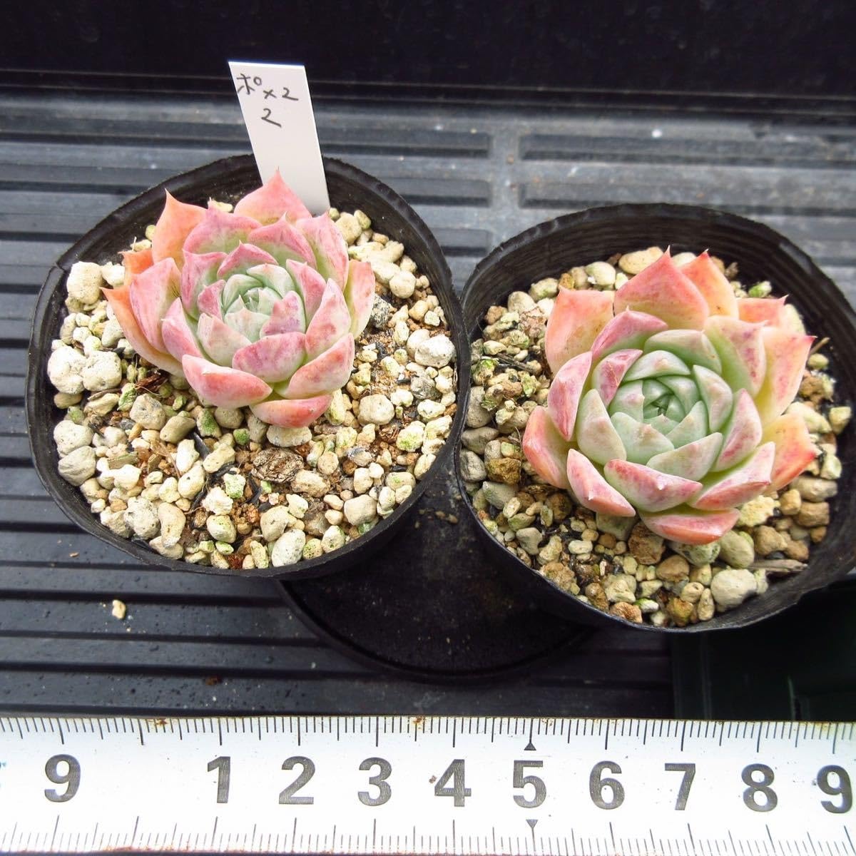 Amazon.co.jp: ！！多肉植物 ポセイドン 2点セット 韓国苗 美苗 農園