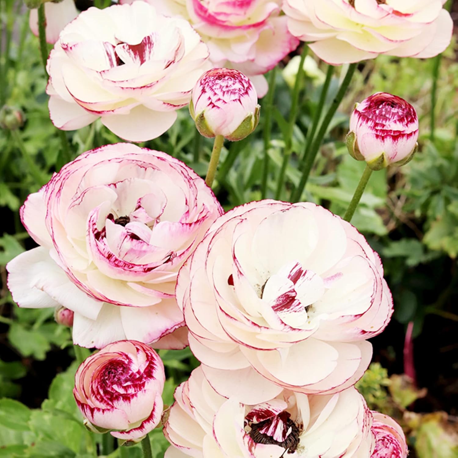 Plantes en pot de balcon,Belles fleurs coupées,Convient pour la plantation  dans les jardins intérieurs et extérieurs,Cadeau surprise,Fleurs  ornementales,Racine de renoncule-10 Rhizome,3 : Amazon.fr: Jardin