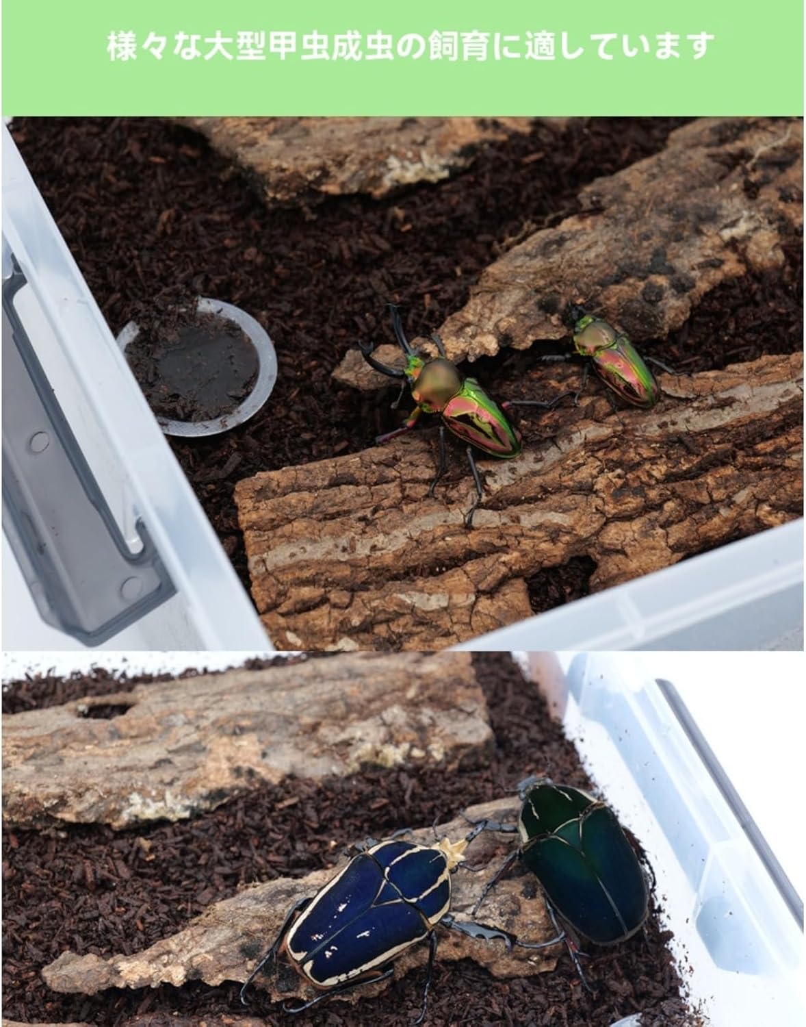 大きいクワガタカブトムシプロのケース クワガタ 飼育ケース 産卵用、幼虫飼育、大きな成カブトムシ昆虫育成 積み重ね可能、通気性良好
