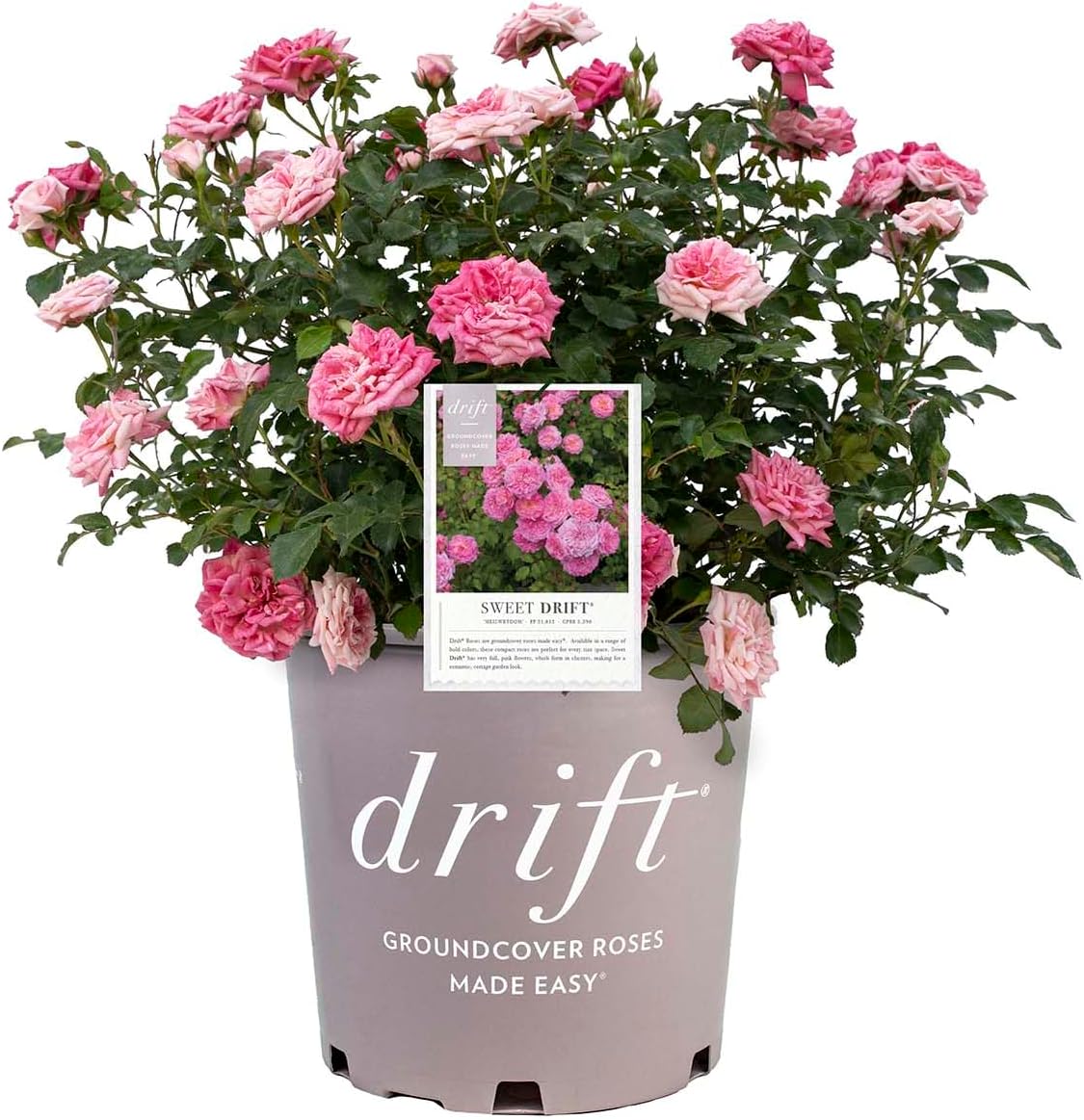 Drift Sweet Drift Rose, Pink Flowering Groundcover, 1 Gallon Container, Compact Garden Plant
