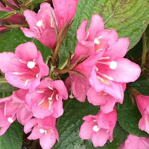 Miniatura 2 de Arbusto de 2 galones Proven Winners Midnight Sun Weigela