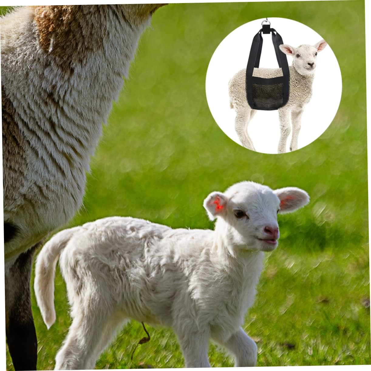 Levemolo Small Animals Weighing Harness Goat Puppy Dog Carrier Sling Easy to Pet Supply