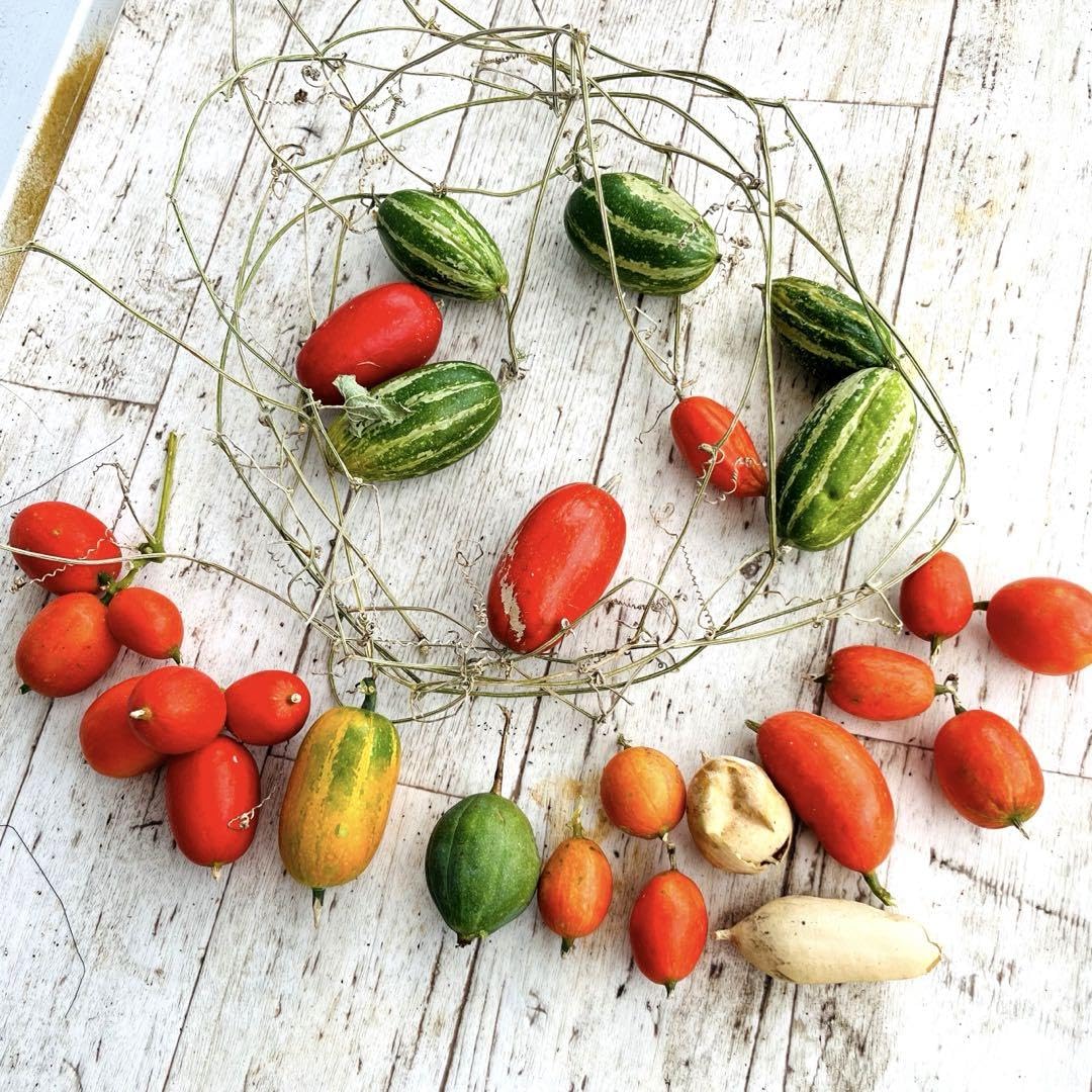 Amazon.co.jp: 木の実セットC カラスウリ 蔦つき ハロウィン リース