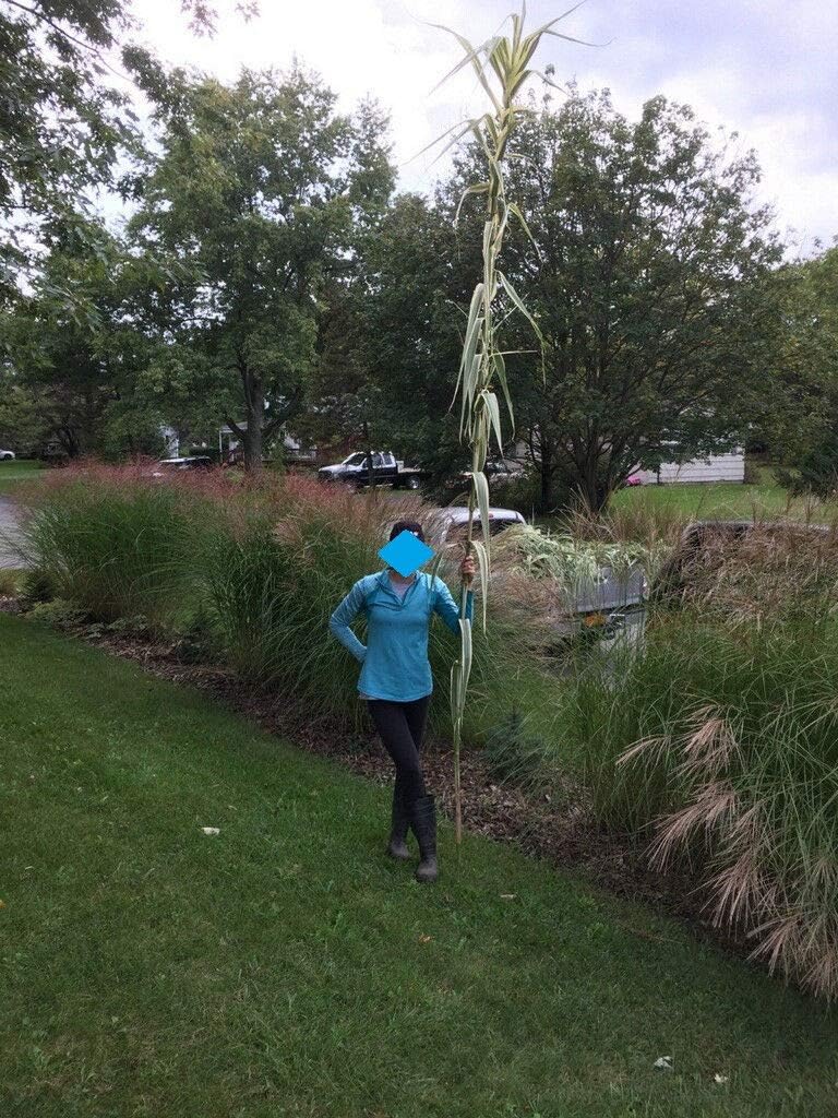 Amazon Co Jp 別名ペパーミントスティック草ダンチク ジャイアント素晴らしいプライバシー草 この草は最大12フィート毎シーズンを得ることができます 切断した場合芽が竹のように中空であるので それは あまりにもtrellisingのような複数の他の用途を持つことができ