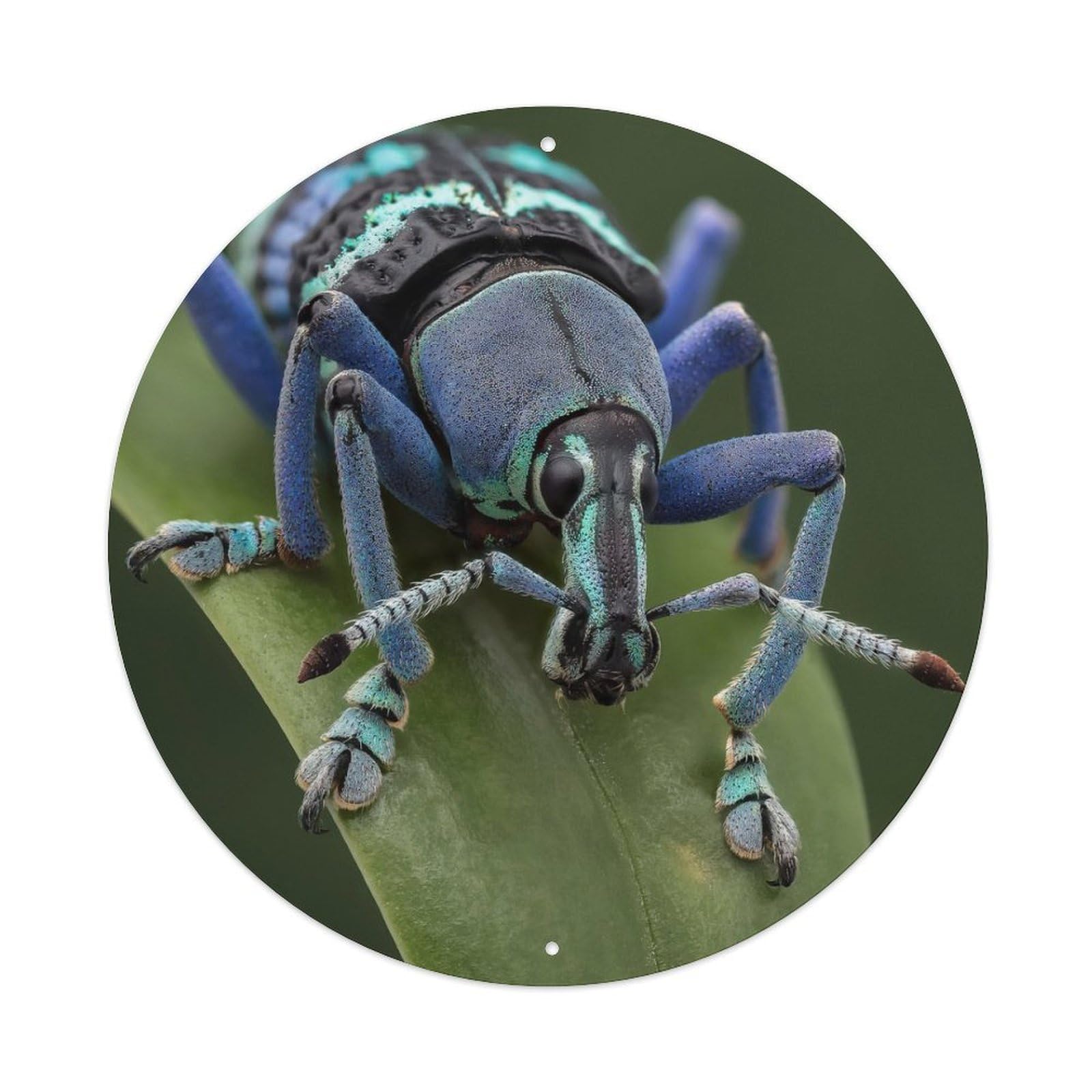 Insect Blue Weevil Vintage Metal Tin Sign Plaque Wall Decor for Cafe, Club Bar, Office, Garden Metal Poster 8x8Inch