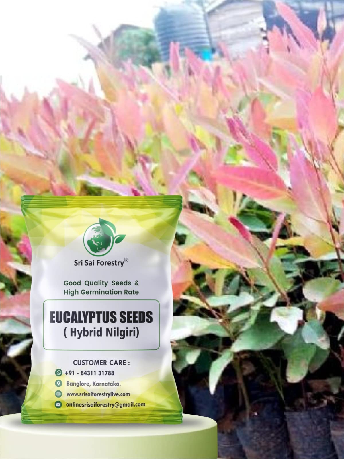 Eucalyptus Seeds for Planting | Eucalyptus Nilgiri Hybrid Tree Seeds - Pack of 1000 Seeds (B0C3NN71KS) Amazon Price History, Amazon Price Tracker