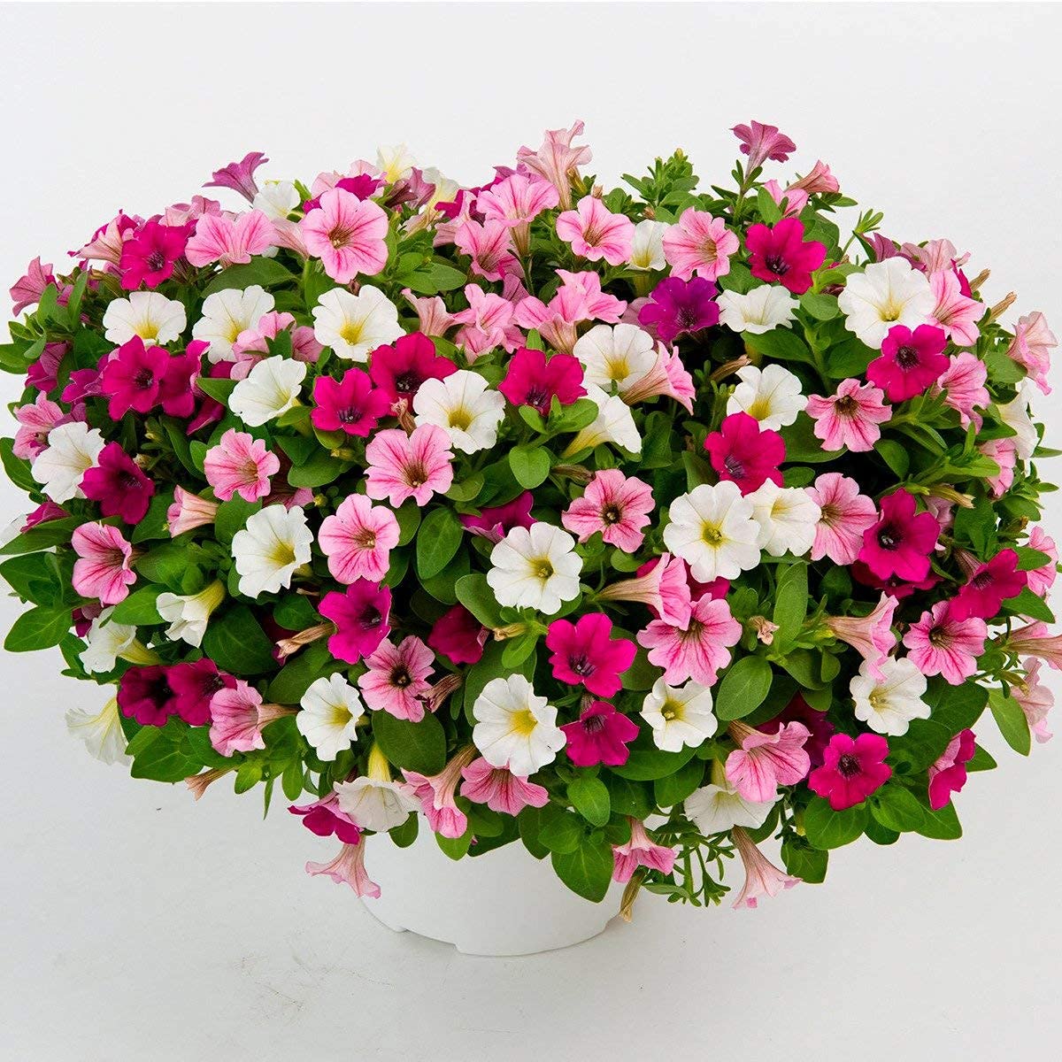 Bee Garden Petunia Mixed Colour Flower F1 Hybrid Seeds for Sowing / 50+ Seeds Easy Pack Grow All Season (B0978Q17PY) Amazon Price History, Amazon Price Tracker