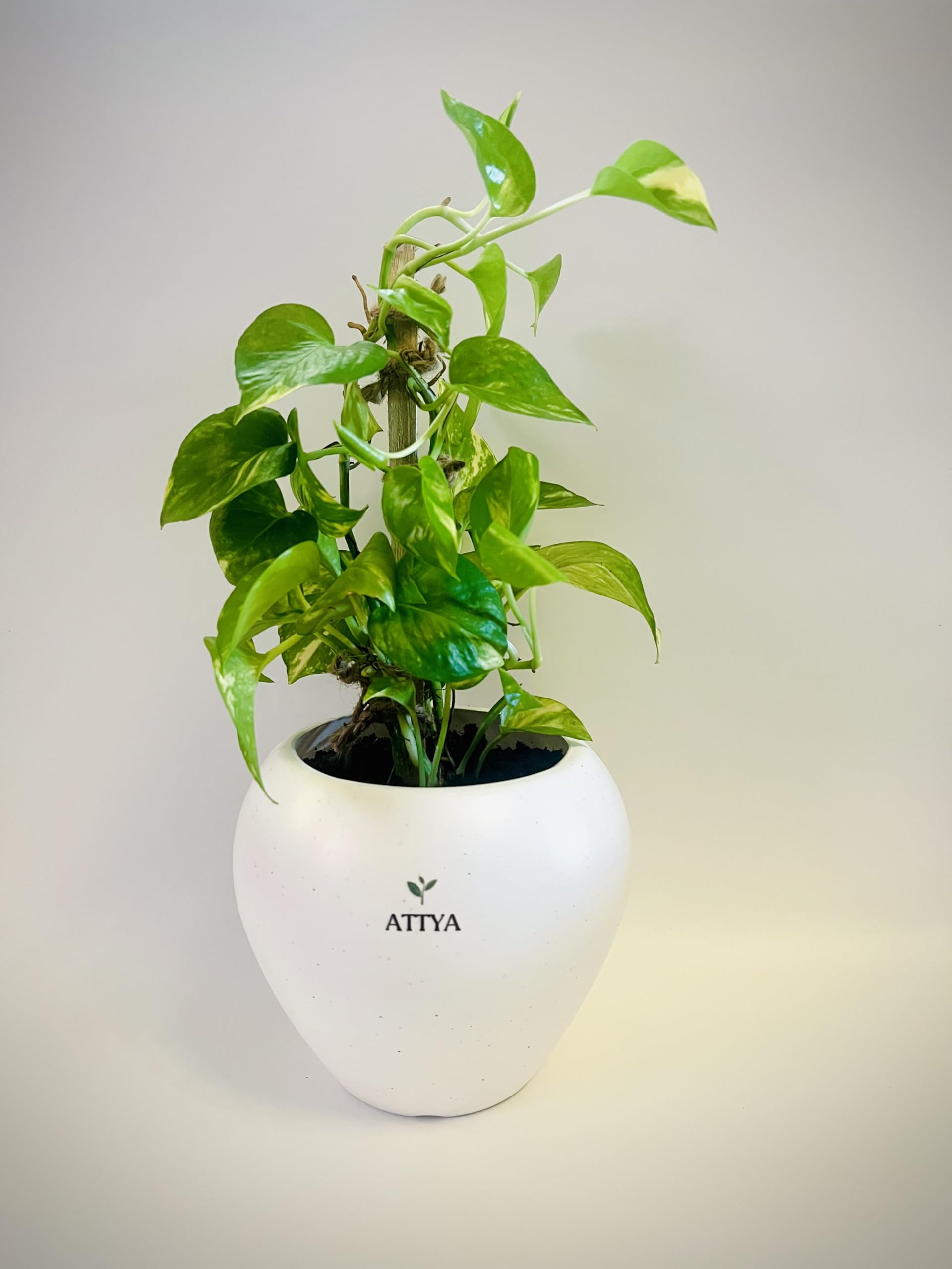 See full amazon price history chart for ATTYA Good Luck Live Indoor Money Plant Green in 6 Inch White Planter Pot with 1 Grow Pot and Plate, 1 Wooden Support Stick For Living Room, Table, Office/Home Decor ATTYA Good Luck Live Indoor Money Plant Green in 6 Inch White Planter Pot with 1 Grow Pot and Plate, 1 Wooden Support Stick For Living Room, Table, Office/Home Decor (B0D49XY9D2) Amazon Price History, Amazon Price Tracker