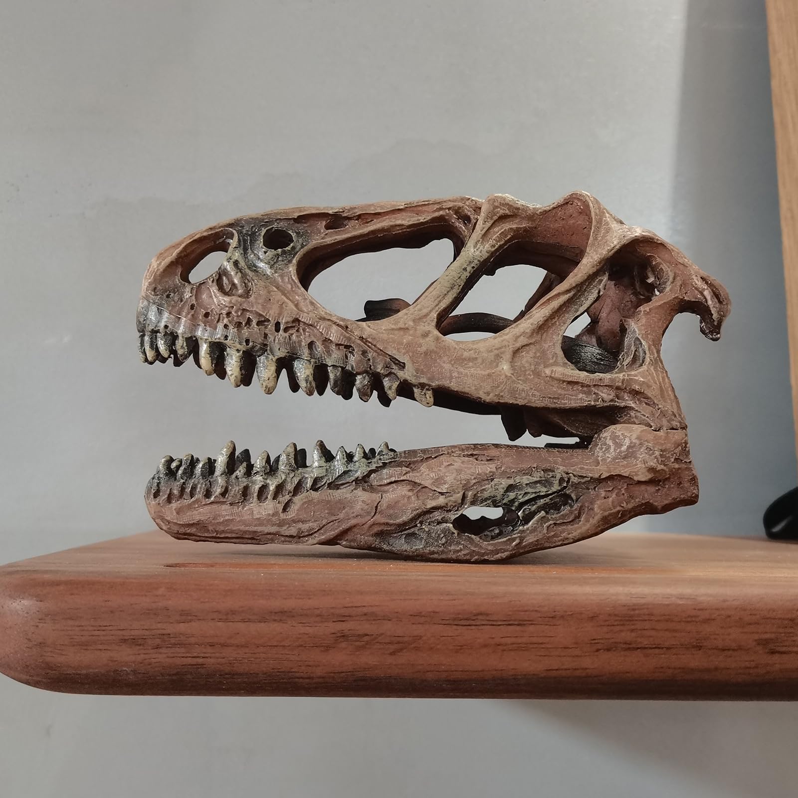 Rzemiosło z żywicy Tyranozaur Rex czaszka skamieniałość dinozaur czaszka model, dinozaur ząb czaszka skamielina, rekwizyty fotograficzne narzędzie dydaktyczne