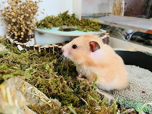 Miniatura 4 de Musgo verde para plantas en maceta, musgo de bosque seco, musgo decorativo para manualidades, mezcla de tierra de orquídeas, mezcla de esfagno,